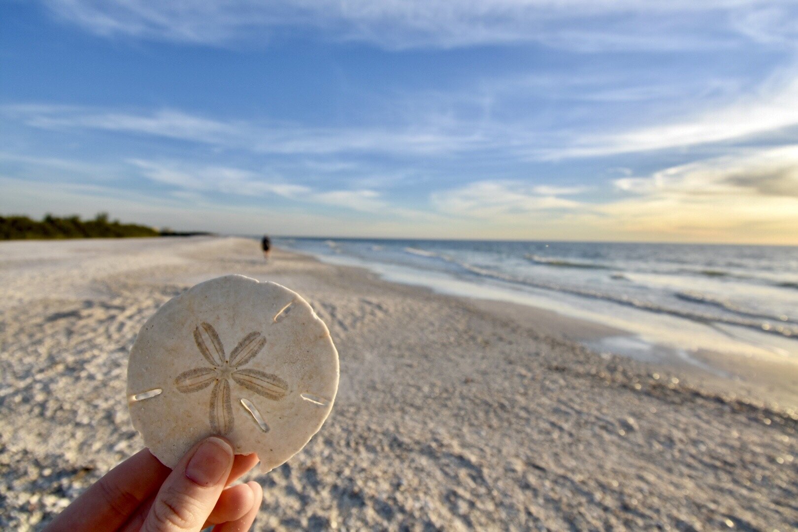 shellingonMarcoIslandTigertailBeach